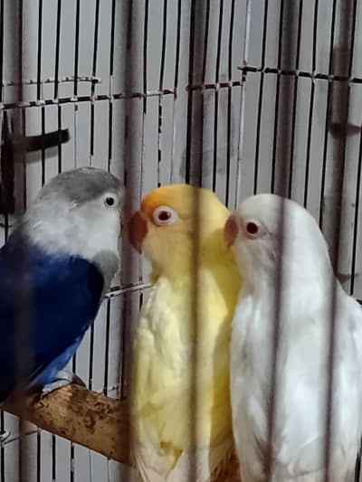 Love Birds Qty 5  for sale
