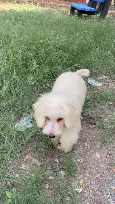 Maltese breed dog