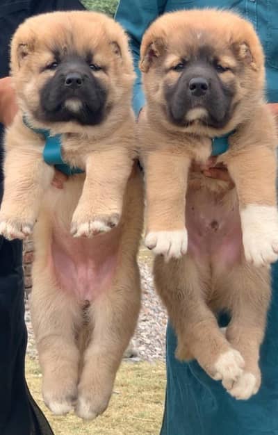 bakarwal dog breed puppies/ kanagl dog breed puppy