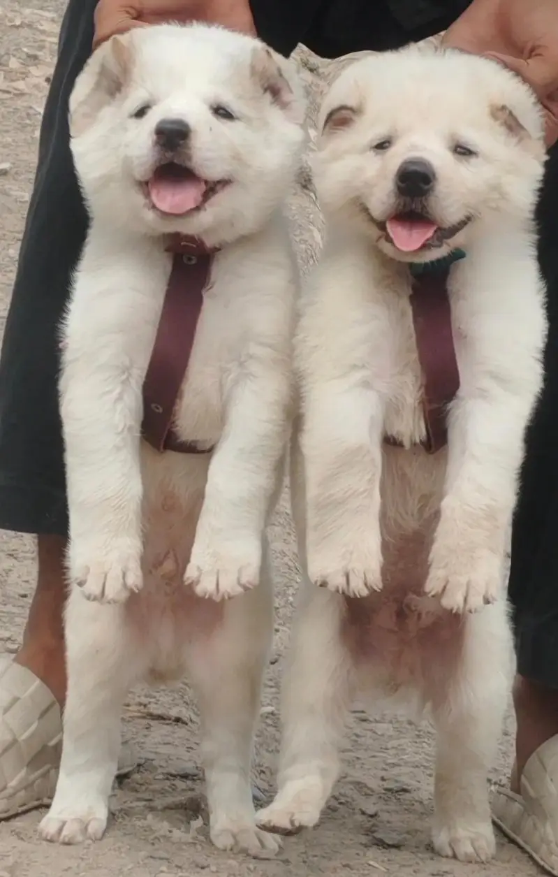 bakarwal dog breed puppies/ kanagl dog breed puppy — photo 3