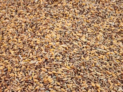 Black wheat ( kali gandam ) whatsap [03407892288]