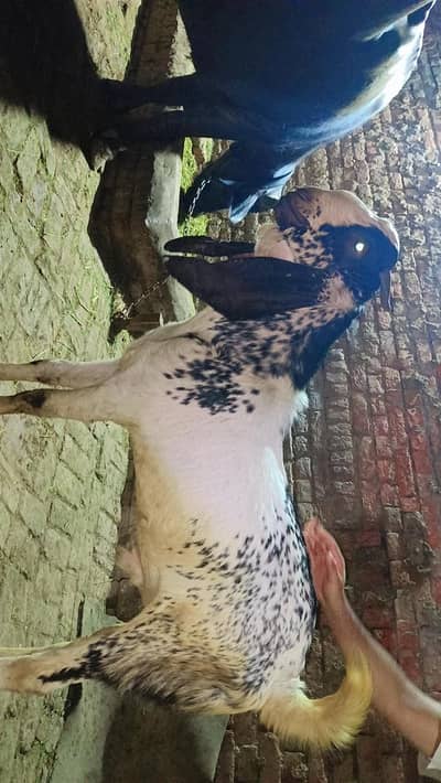 bakra for sale dasi dogla age 4 dant h 03021196708