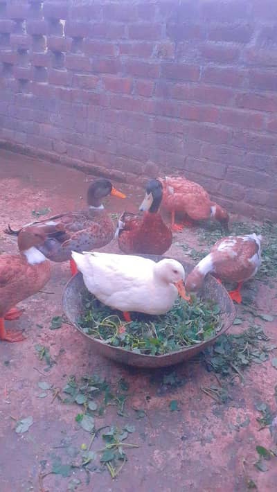 duck full adults egg laying