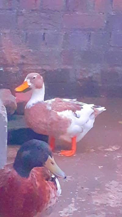 duck full adults egg laying