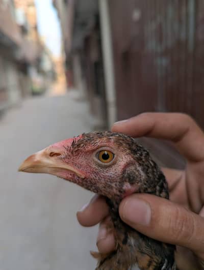 pure mian wali aseel chicks for sale