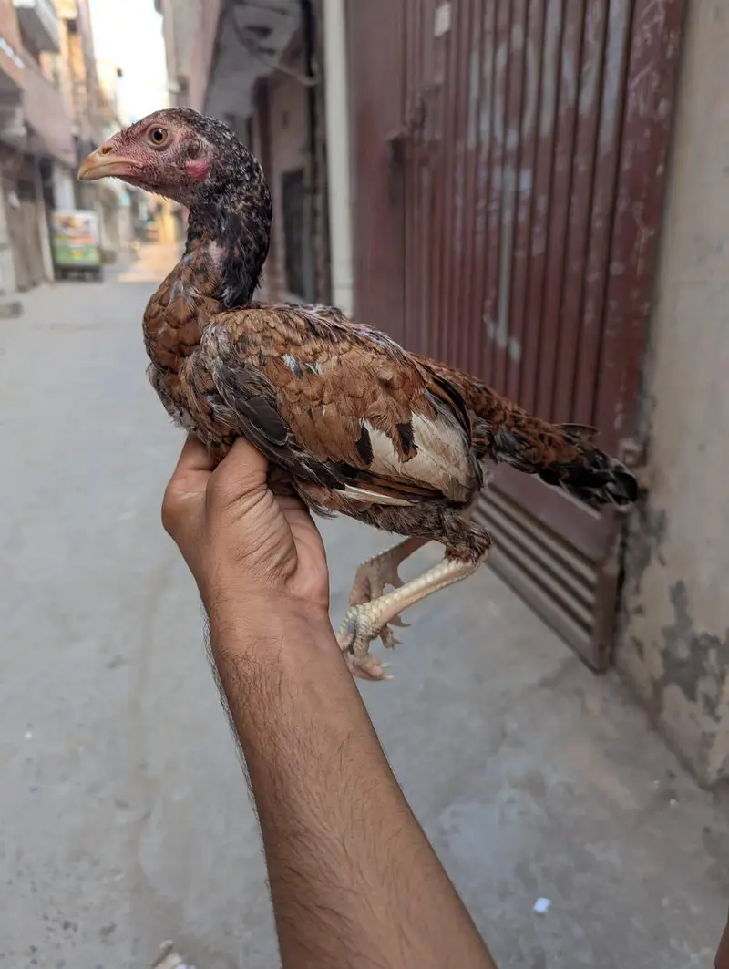 pure mian wali aseel chicks for sale — photo 2