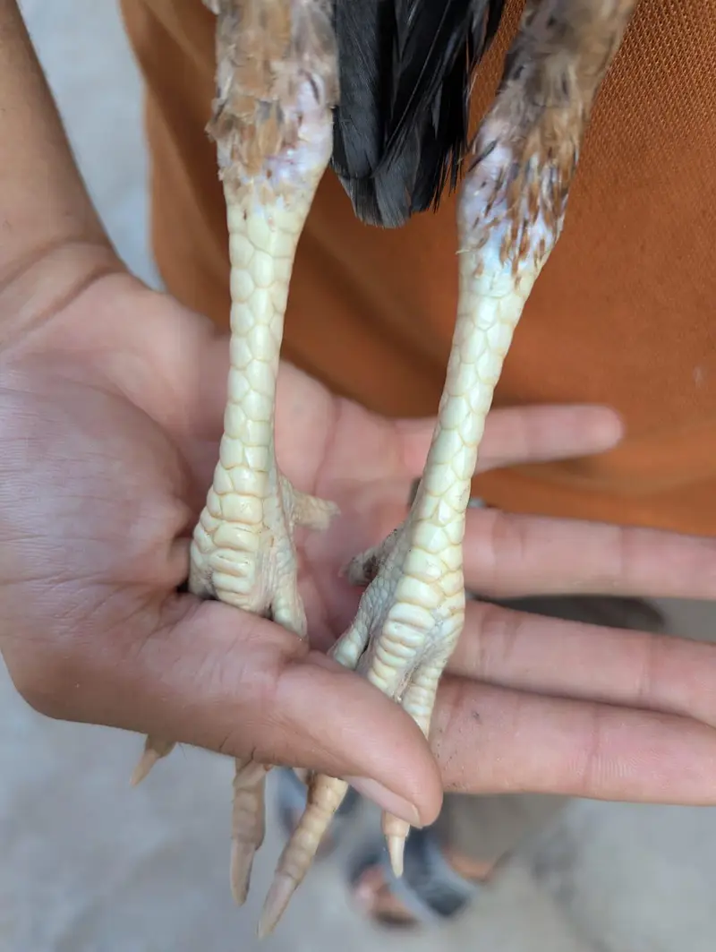 pure mian wali aseel chicks for sale — photo 3