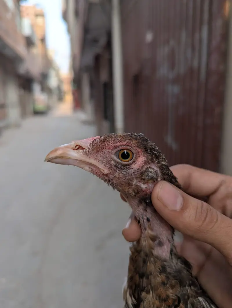 pure mian wali aseel chicks for sale — photo 4