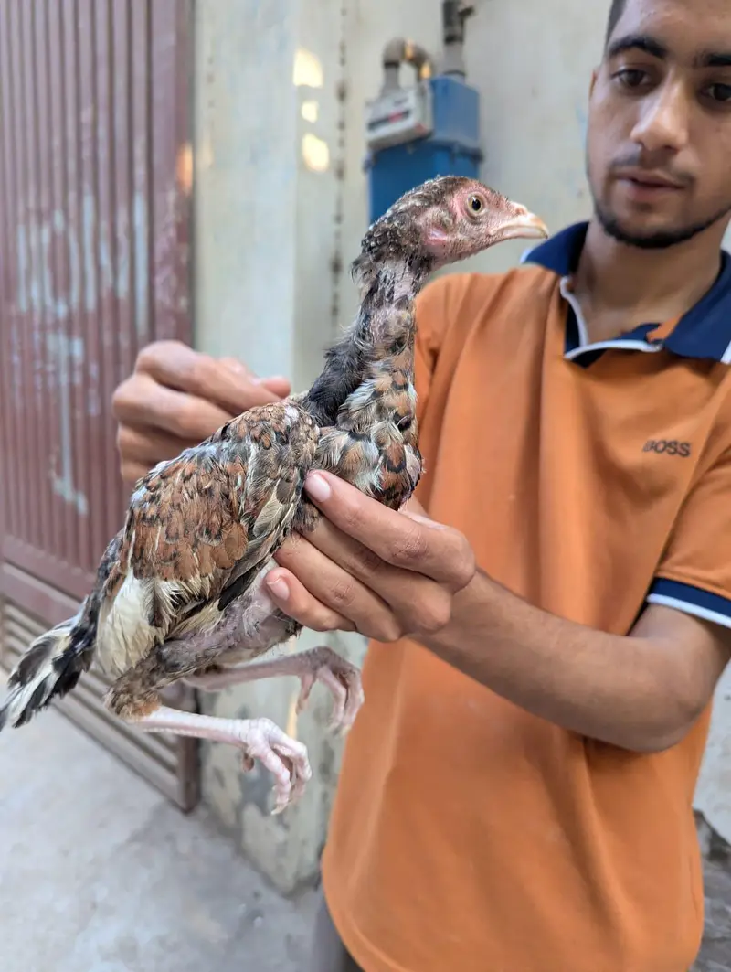 pure mian wali aseel chicks for sale — photo 5