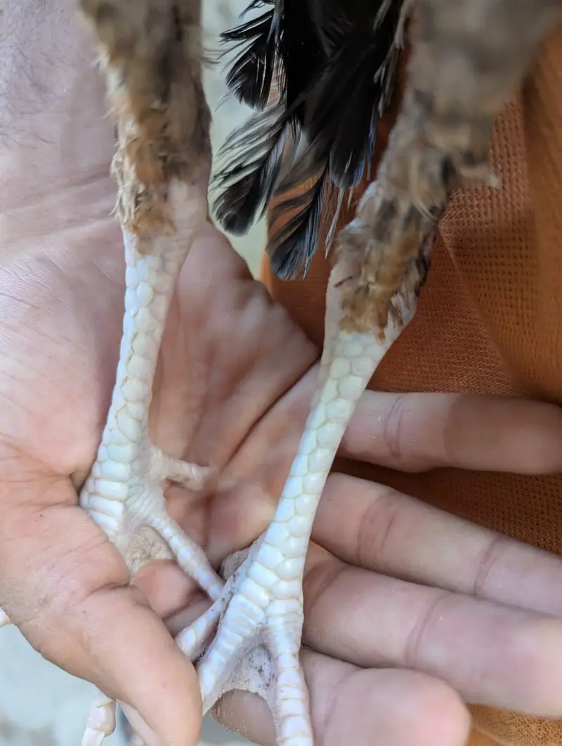 pure mian wali aseel chicks for sale — photo 6