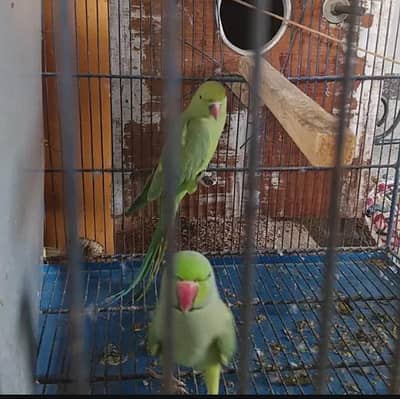 full breeder pair 110% Pair fianl 9999 male 6500 female 4000