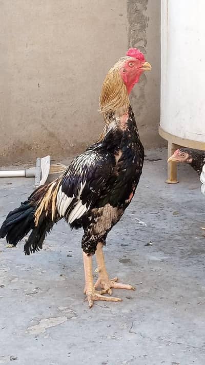quality patha available for sale