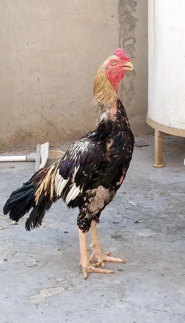 quality patha available for sale — photo 3