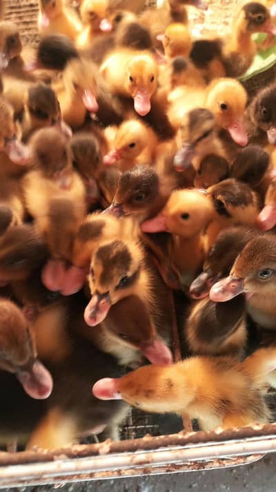 duckling for sale