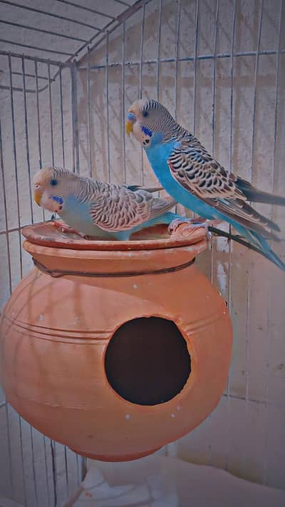 Budgies pair for sale