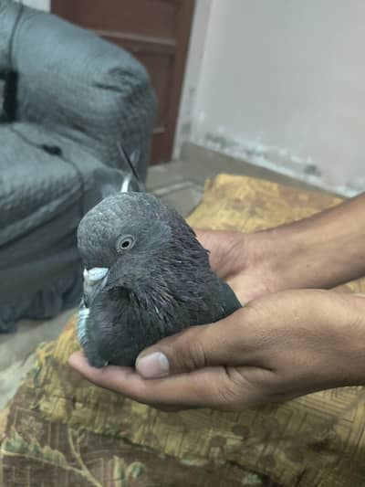 indian tambera high quality pair