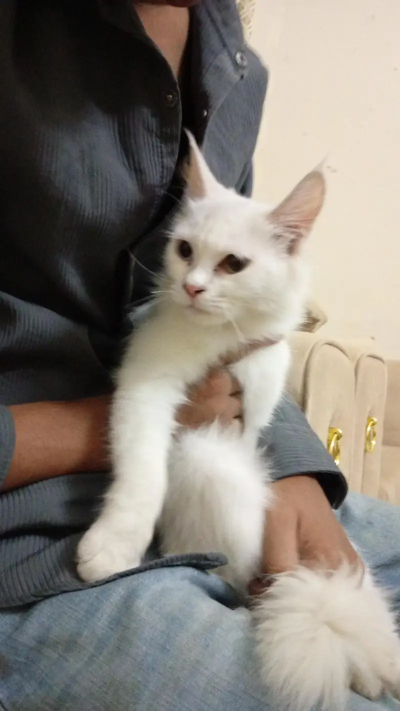 parsion cat — photo 3