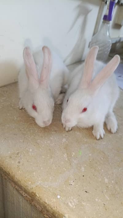 Pair Rabits for sale