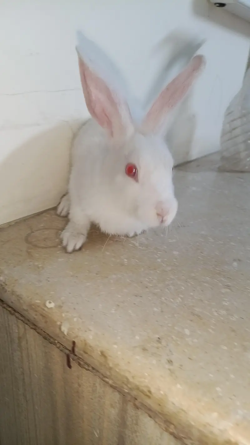 Pair Rabits for sale — photo 2