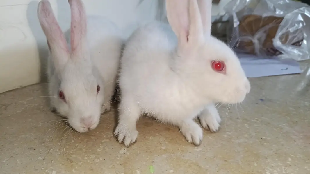Pair Rabits for sale — photo 3
