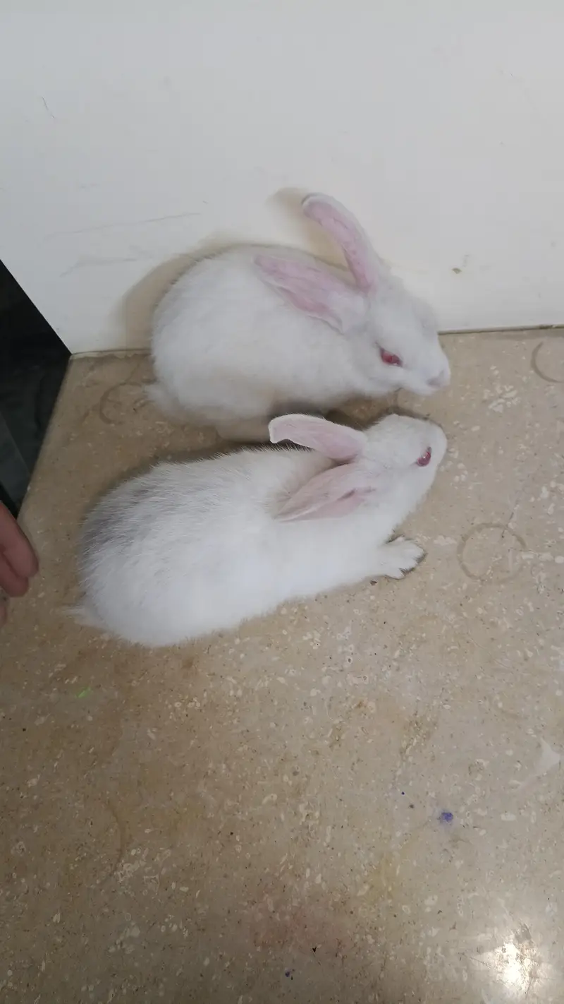 Pair Rabits for sale — photo 4