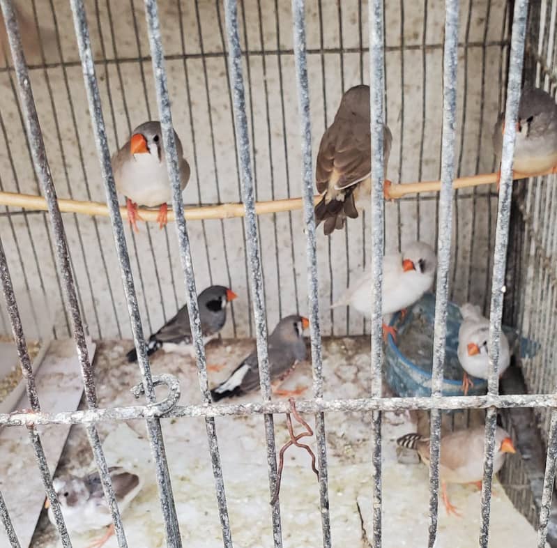 Finch pair 0