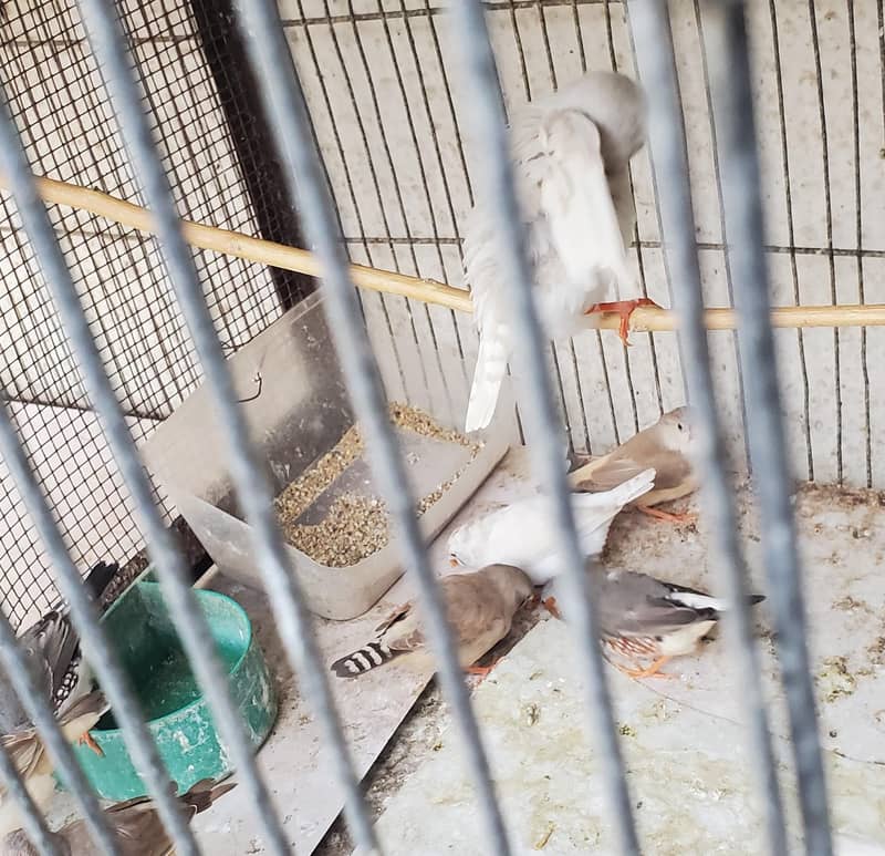 Finch pair 1