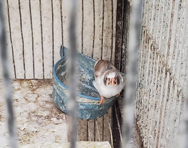 Finch pair 2