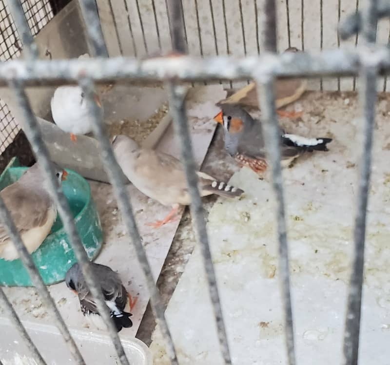 Finch pair 3