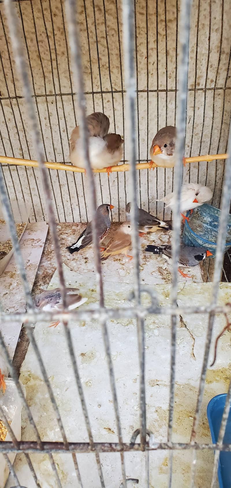 Finch pair 4