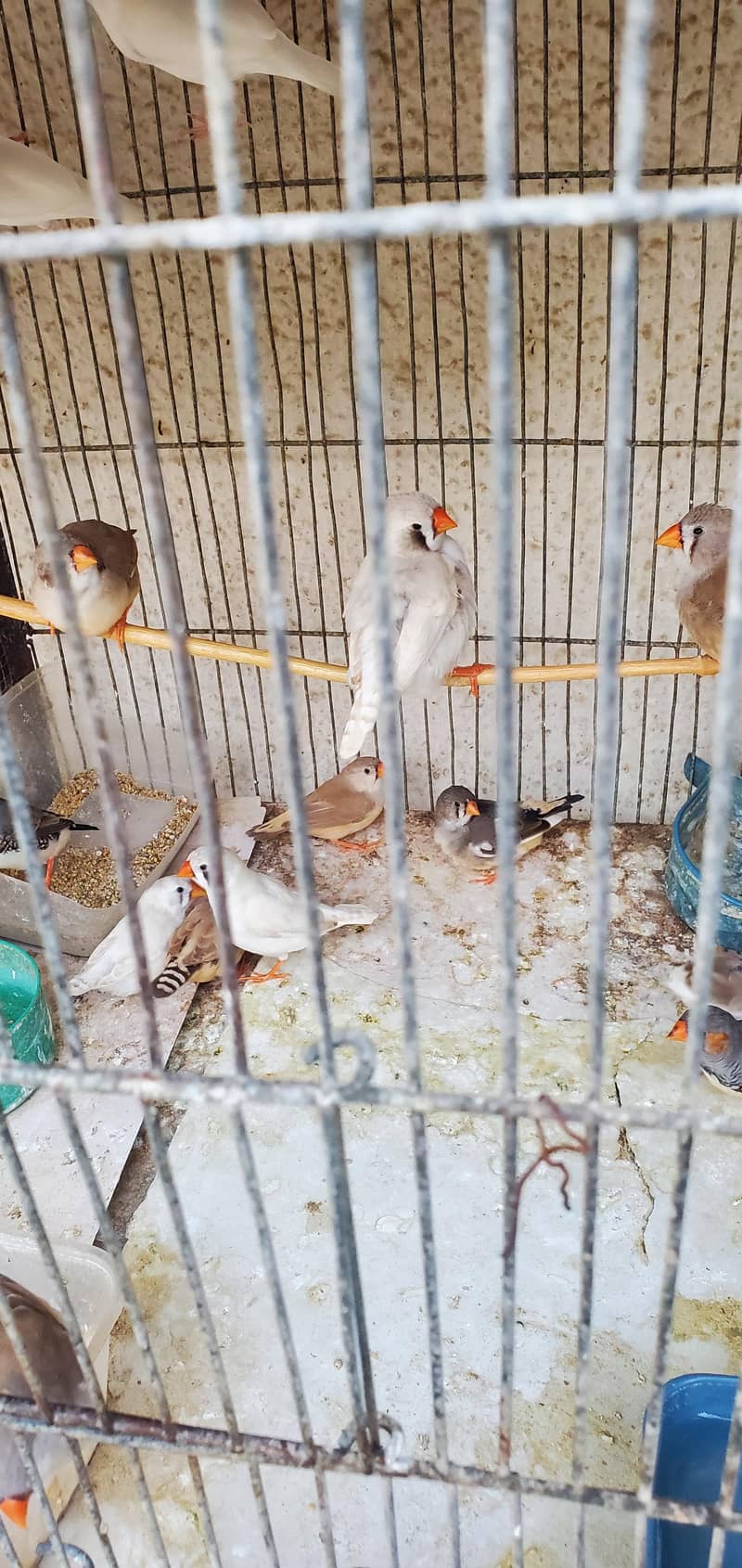 Finch pair 5