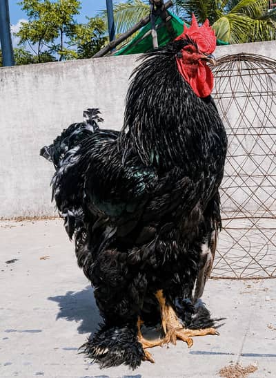 Black Heavy/Cochin/Buff Chicks