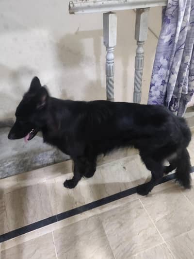 black shepherd triple cot