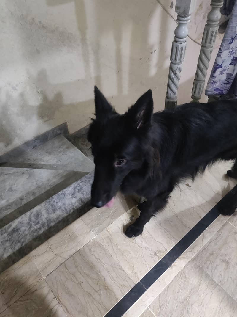 black shepherd triple cot 1