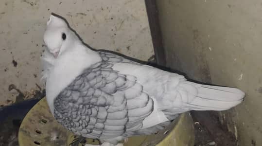 Sentinent, Danish and Ghazi Modena 0 kali Chicks available for sale.