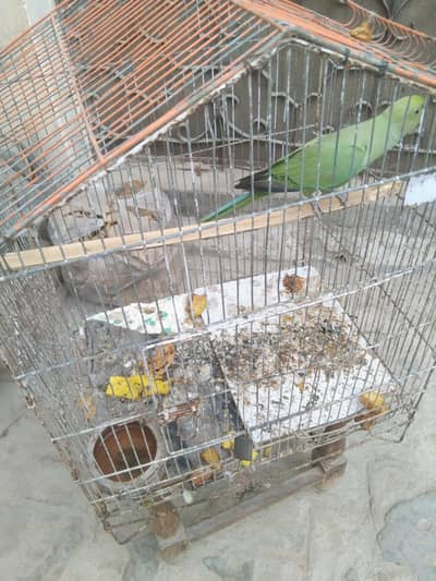 beautiful parrot available hy