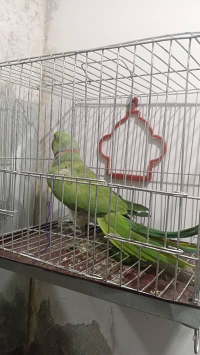 Parrots for urgent sale