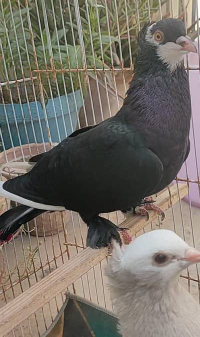 Mukhi breeding pair