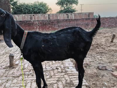 bakri for sale