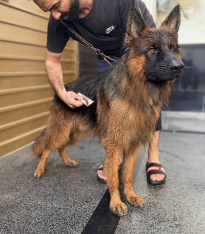 German Shepherd Double Coat Fully Vaccinated