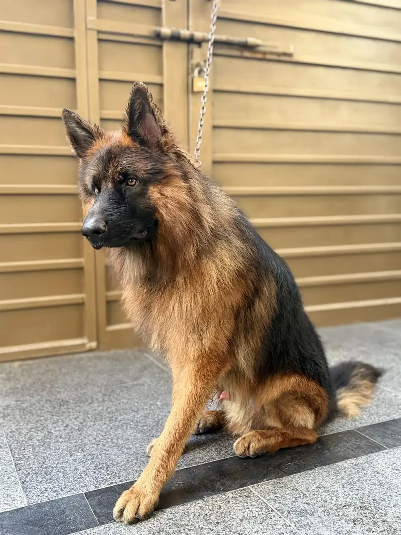 German Shepherd Double Coat Fully Vaccinated — photo 2