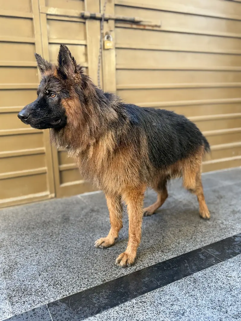 German Shepherd Double Coat Fully Vaccinated — photo 3