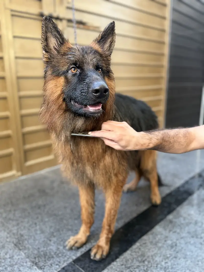 German Shepherd Double Coat Fully Vaccinated — photo 4