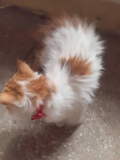 Orange+white beautiful cat 