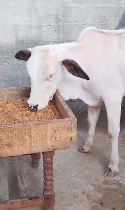 Gulabi jora for sale