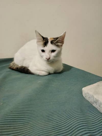 Adorable Kitten Looking for a Loving Home – Looking for Owner