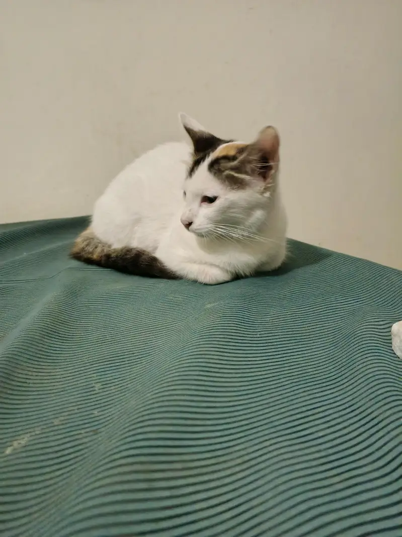 Adorable Kitten Looking for a Loving Home – Looking for Owner — photo 2