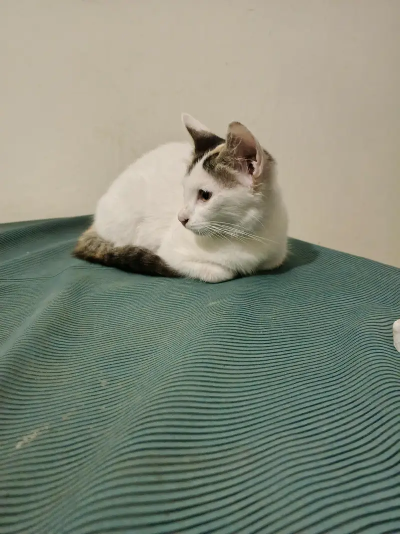 Adorable Kitten Looking for a Loving Home – Looking for Owner — photo 3