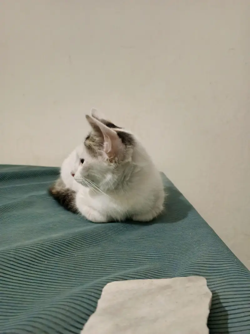 Adorable Kitten Looking for a Loving Home – Looking for Owner — photo 4