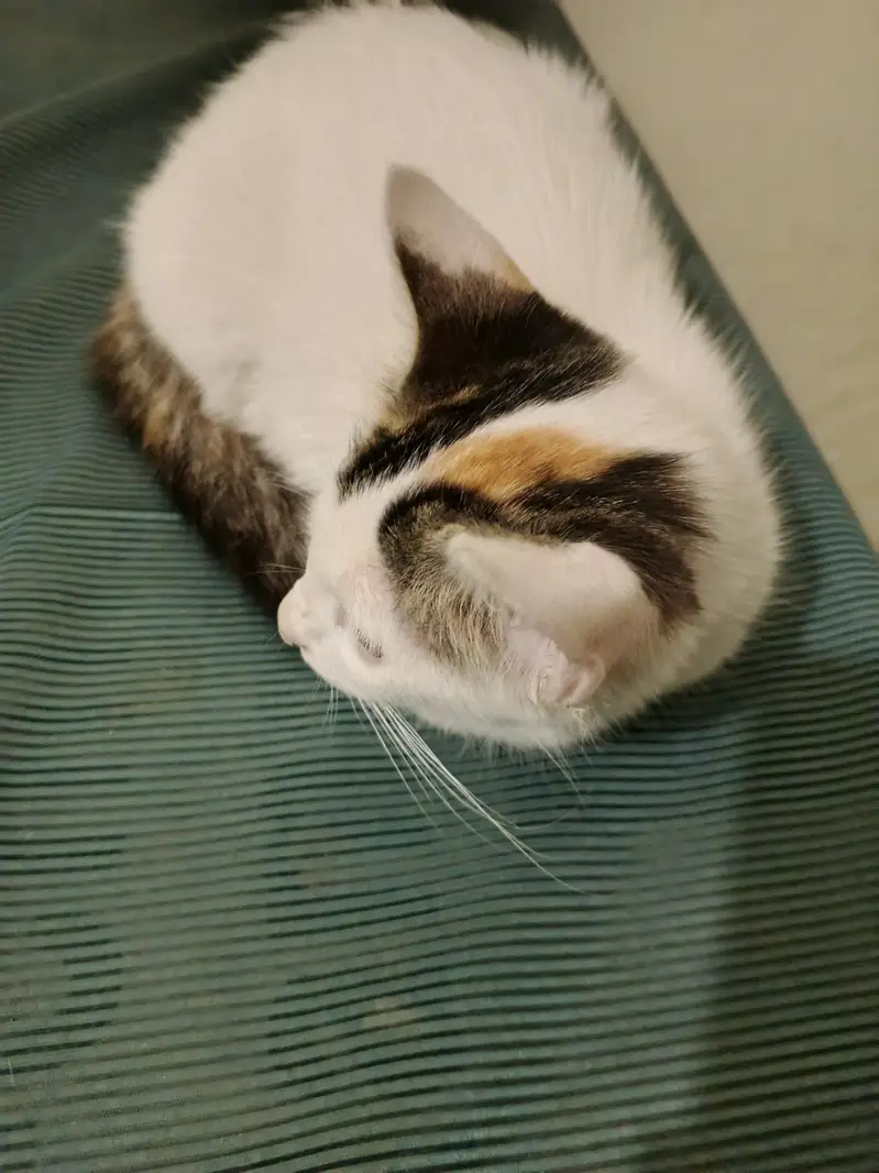 Adorable Kitten Looking for a Loving Home – Looking for Owner — photo 5
